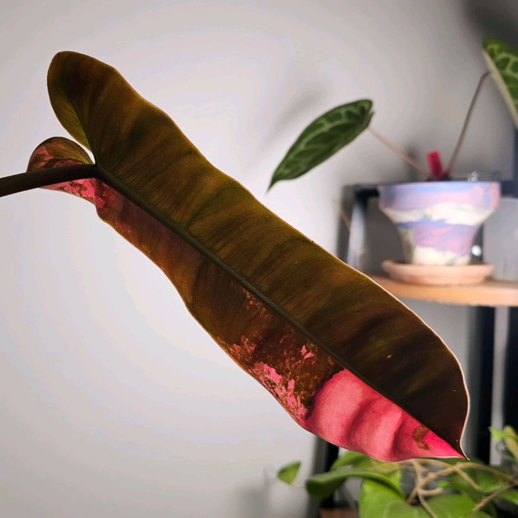 필로덴드론 아타바포엔스 핑크 탑--3