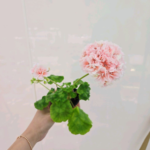 엘알블라섬 제라늄