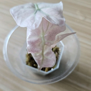 알로카시아 스테인글라스