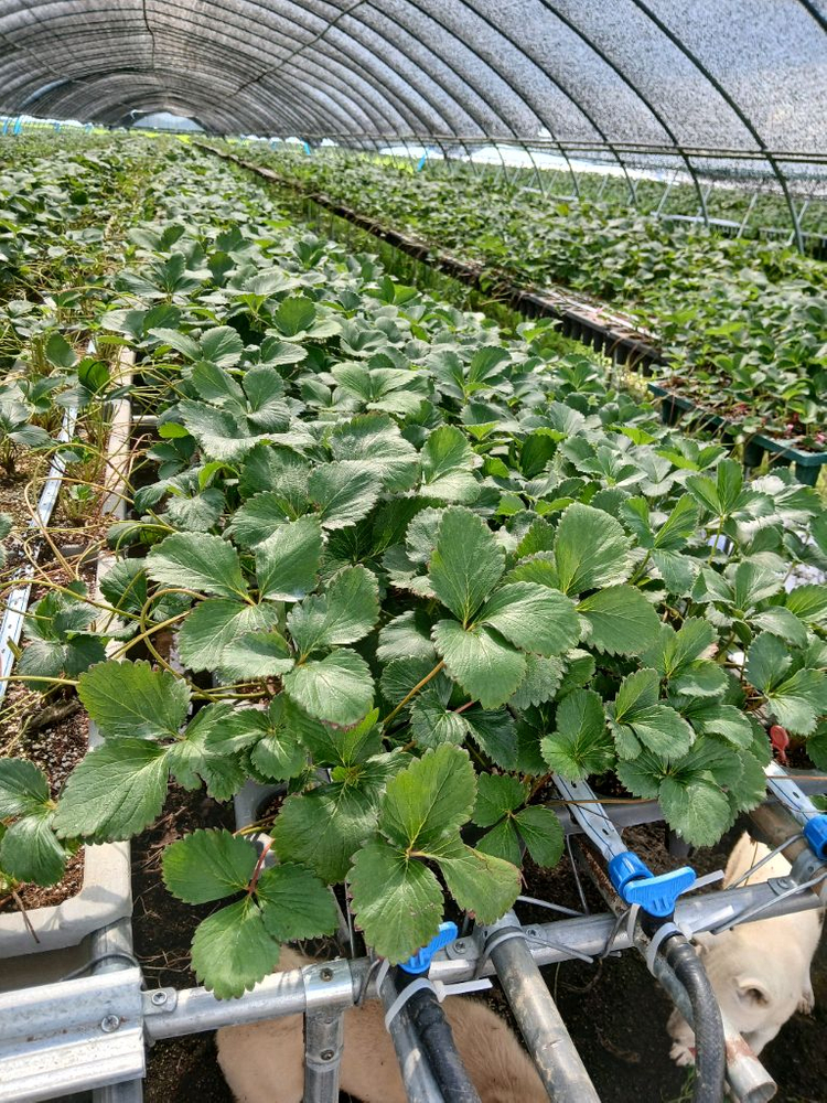 딸기 모종 판매(설향)예약 받습니다 이미지