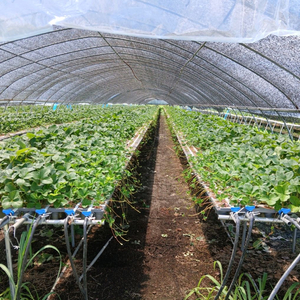 딸기 모종 판매(설향)예약 받습니다 이미지