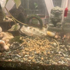 알비노애플스네일