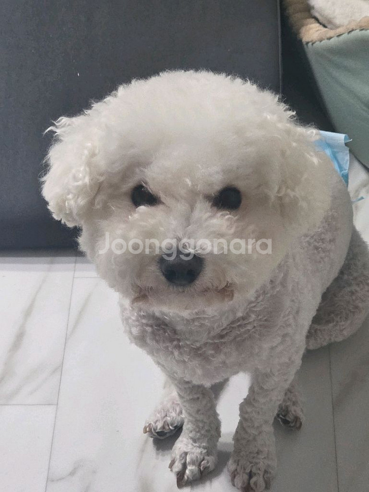 세라잼 마스터 전기종--0