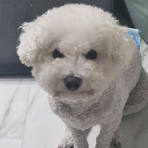 세라잼 마스터 전기종