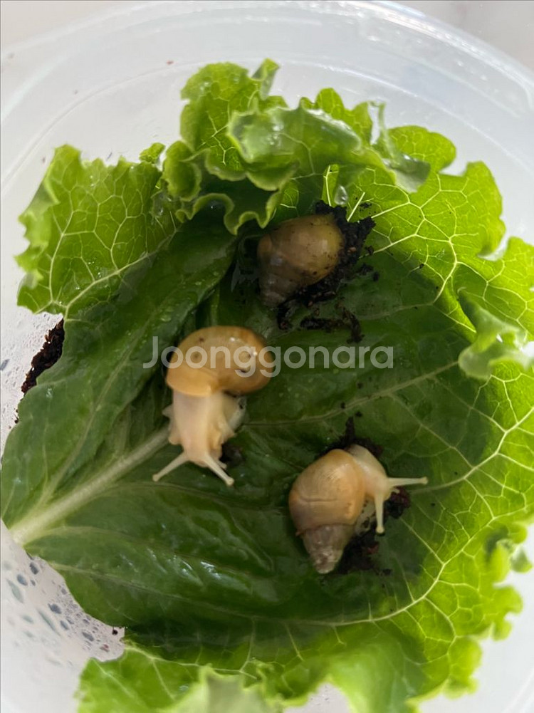 아프리카 왕달팽이 (금와)--1