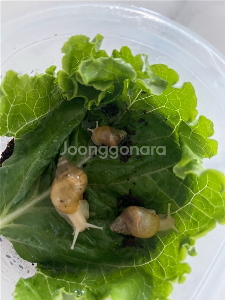 아프리카 왕달팽이 (금와)--2