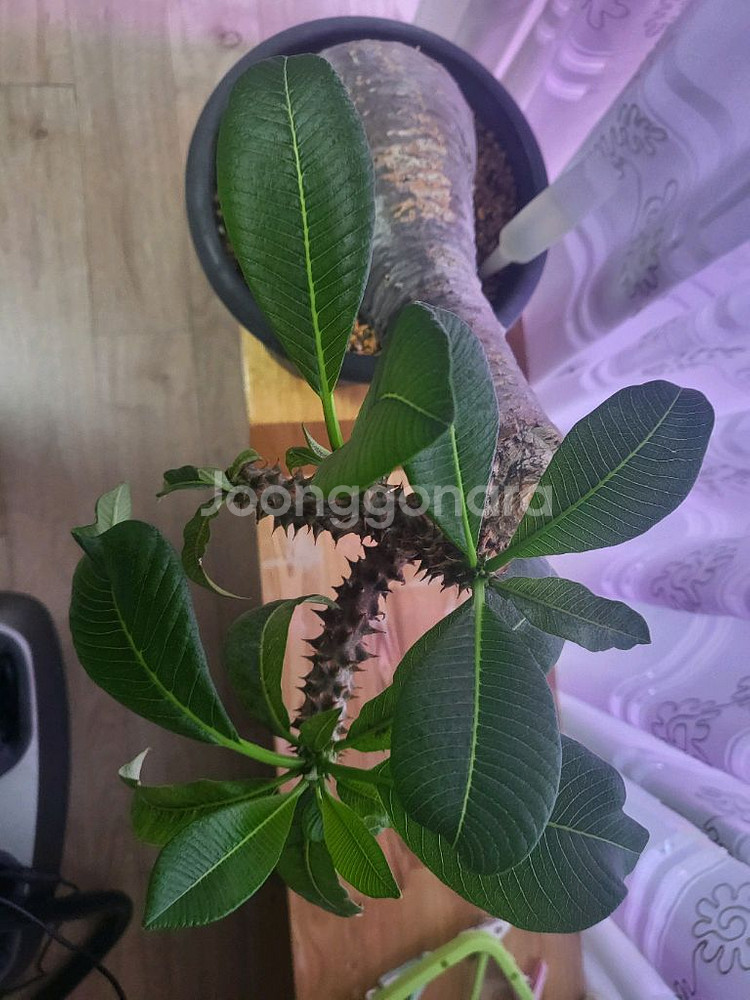 아프리카 식물--0