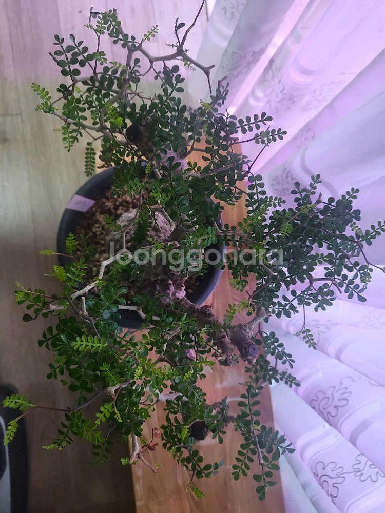 아프리카 식물--2