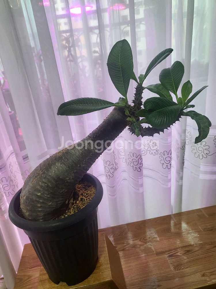 아프리카 식물--1