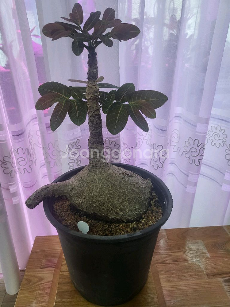 아프리카 식물--4