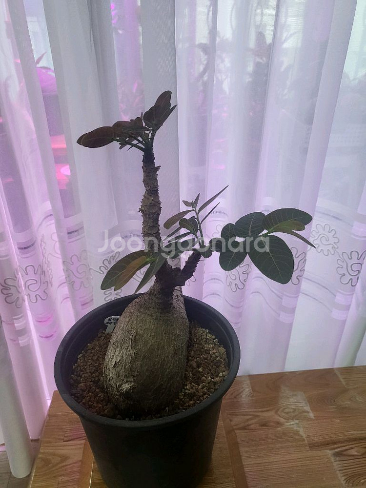 아프리카 식물--5