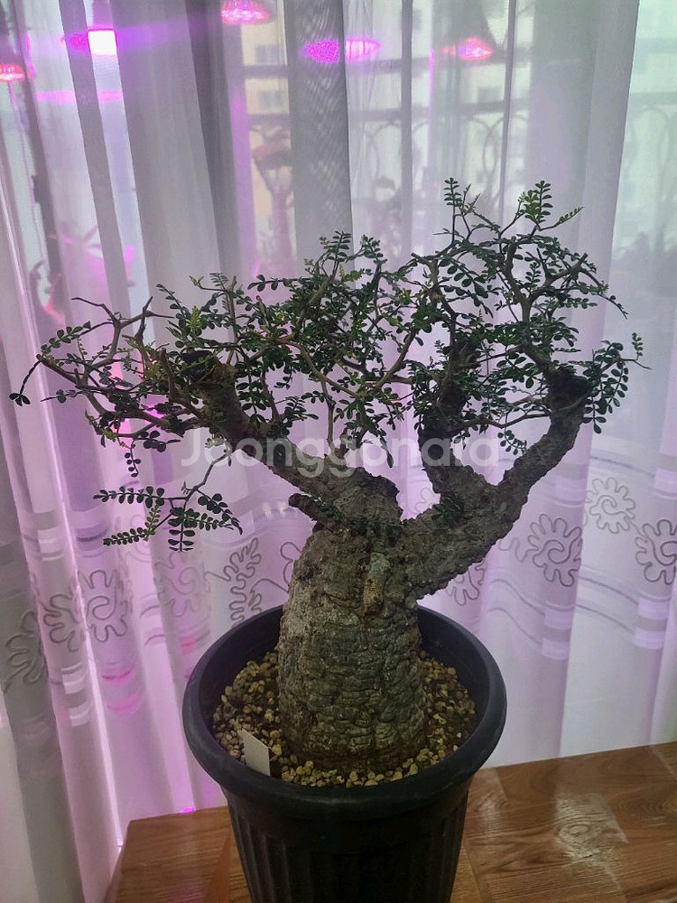 아프리카 식물--3