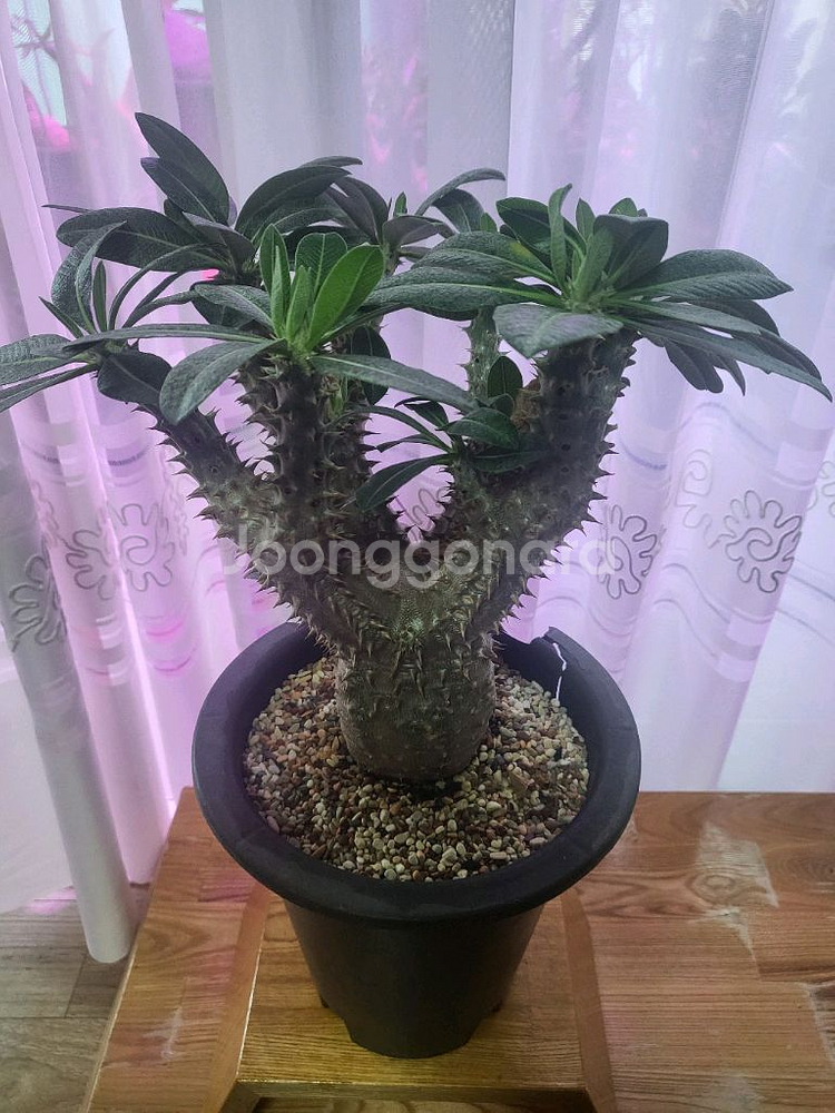 아프리카 식물--7