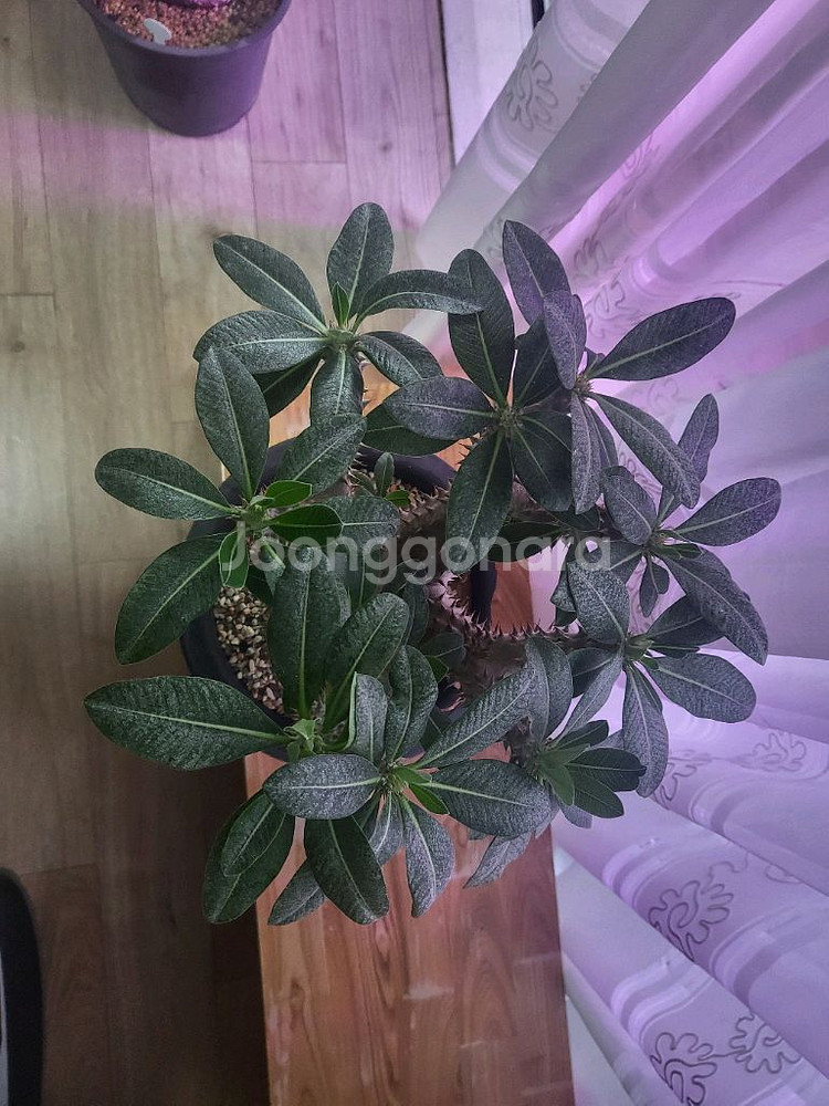 아프리카 식물--6