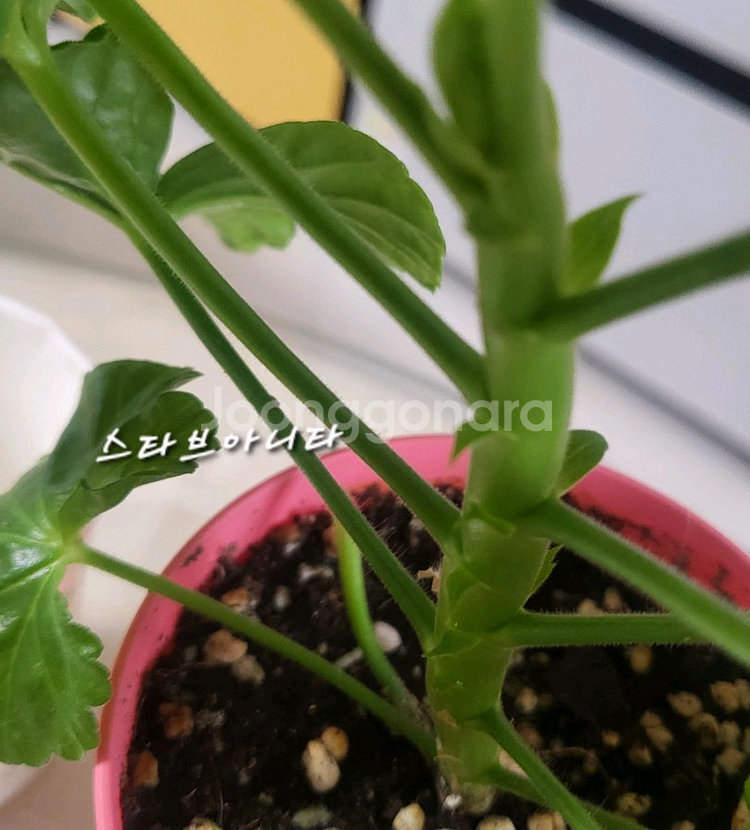 제라늄.스타브아니타--1