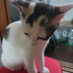 고양이 간식 나눔받거나 싸게 사요ㅠ