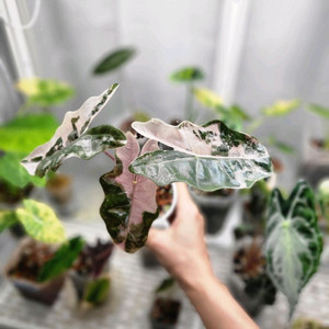 알로카시아 푸세이도 산데리아나 핑크 바리에가타