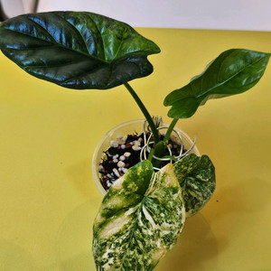 알로카시아 시누아타 알보 바리에가타 모주급<안스 호야x