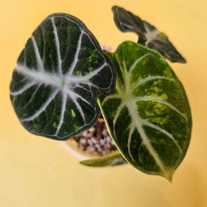 알로카시아 닌자 트리컬러 바리에가타