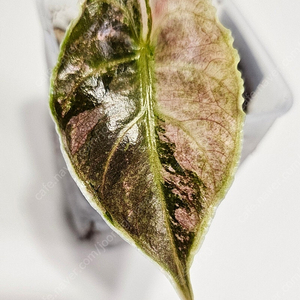 알로카시아 아즈라니 핑크화이트 바리에가타 모주사진첨부