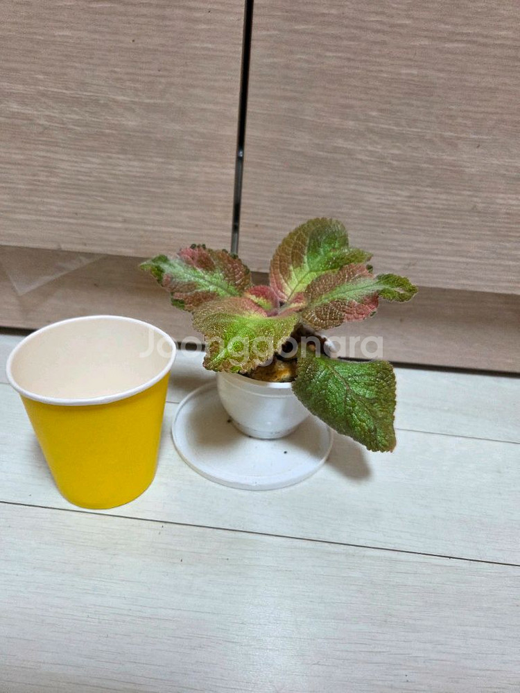 에피스시아 6종 일괄_ 피카소.블루닐.그린피스.에머랄드--6