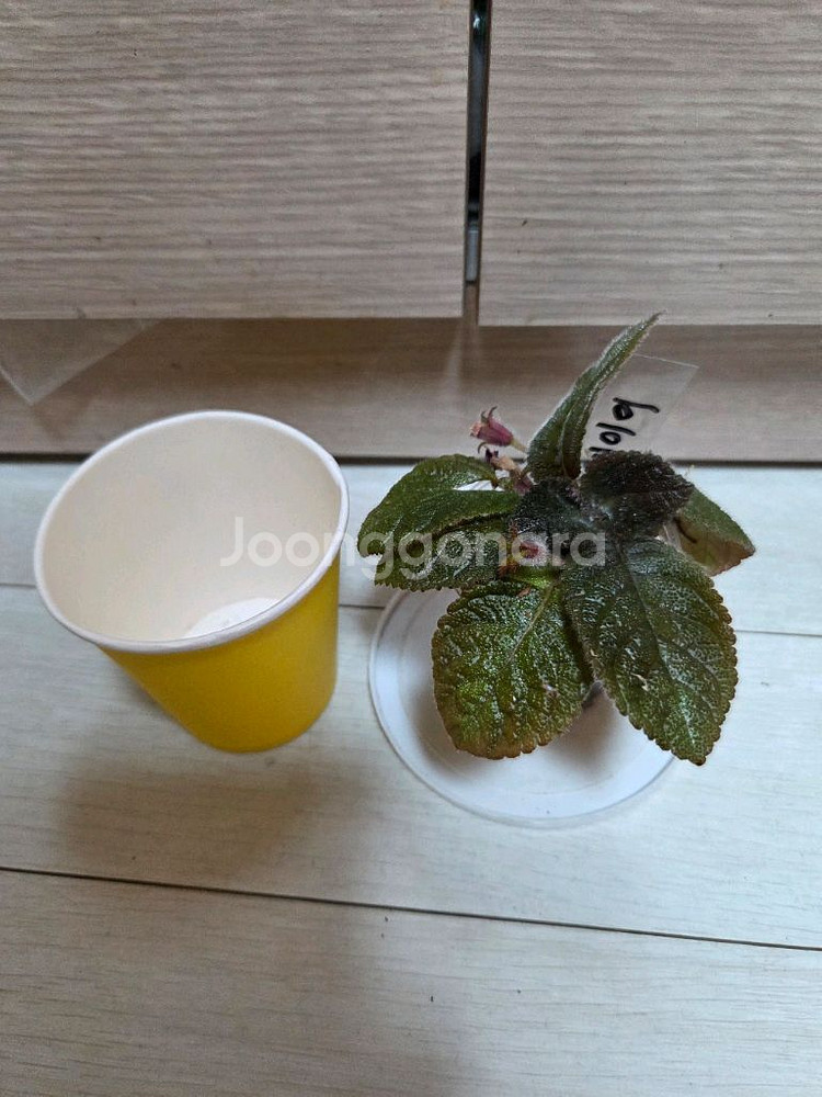 에피스시아 6종 일괄_ 피카소.블루닐.그린피스.에머랄드--9