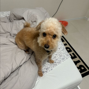 4080s /4080super 불칸 구해요