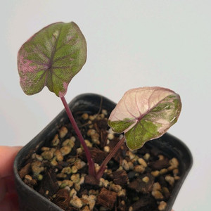 알로카시아 세렌디피티