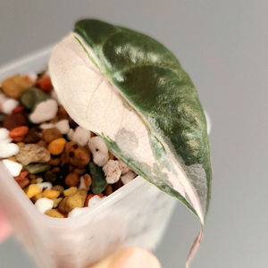 알로카시아 아마조니카 핑크화이트 흰거북 바리에가타