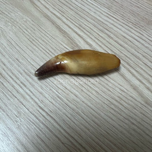 호랑이 송곳 서울대 합격생 집에서 구한겁니다