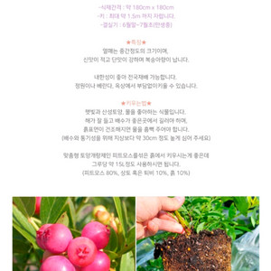 블루베리 핑크 레모네이드.