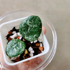 호야마틸드스플래쉬