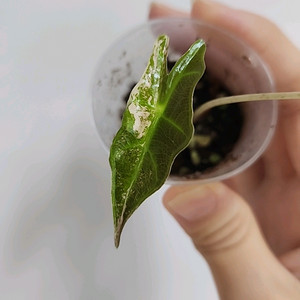 알로카시아 노빌리스 핑크바리에가타