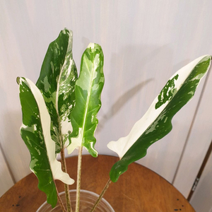 알로카시아 로터바키아나 알보 바리에가타 #조배X