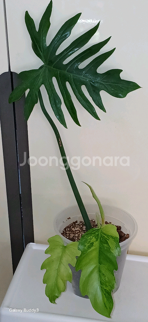 필로덴드론 라디아튬 바리에가타--0