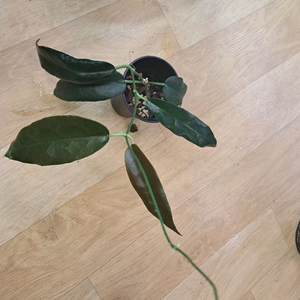 호야 아크볼디아나