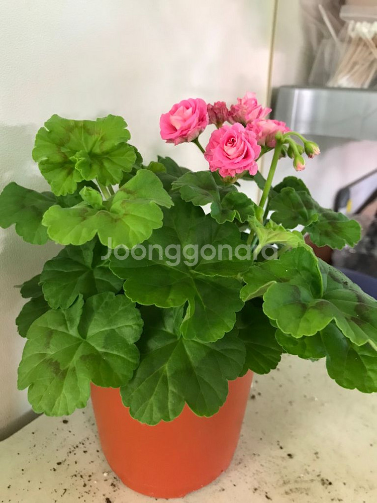 잎로멘틱썸 제라늄--3