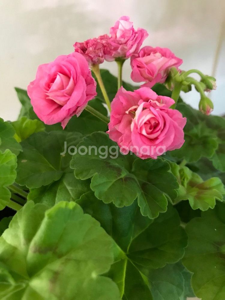 잎로멘틱썸 제라늄--0