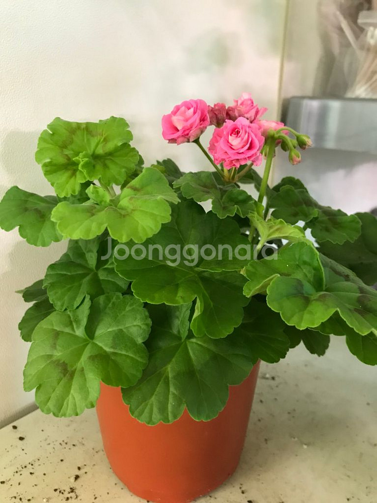 잎로멘틱썸 제라늄--1