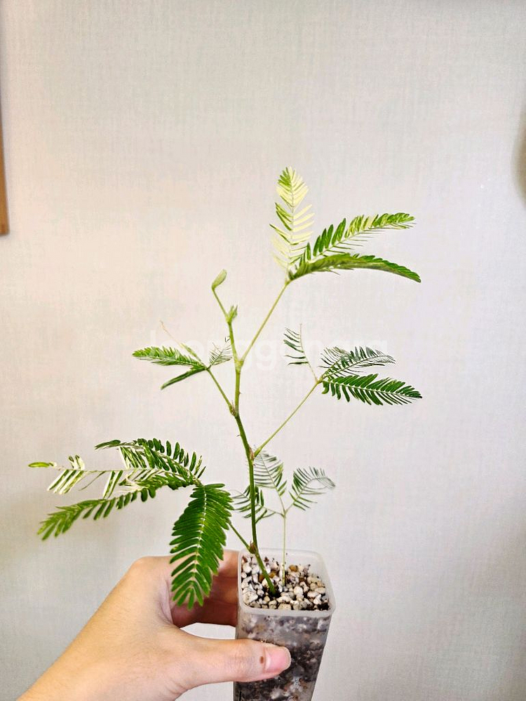 미모사 화이트 바리에가타-2--2