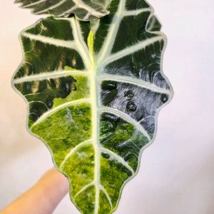 알로카시아 스플래쉬 트리컬러 바리에가타