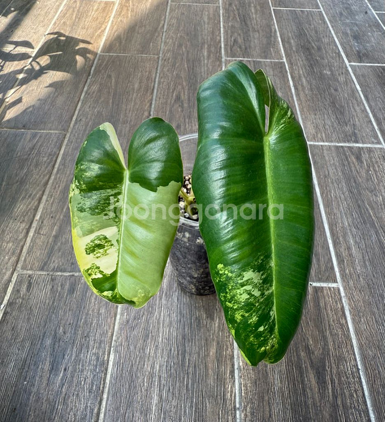 실습 필로덴드론 버럴막스 바리에가타 버막바--0