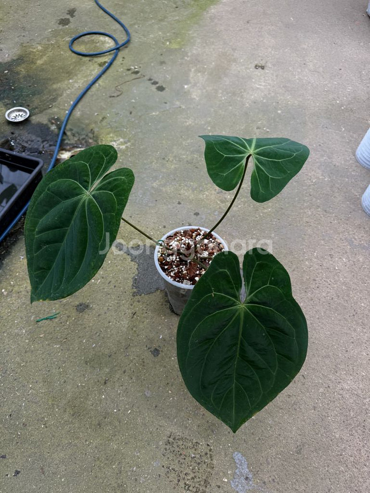 안스리움 파필 하이브리드--0