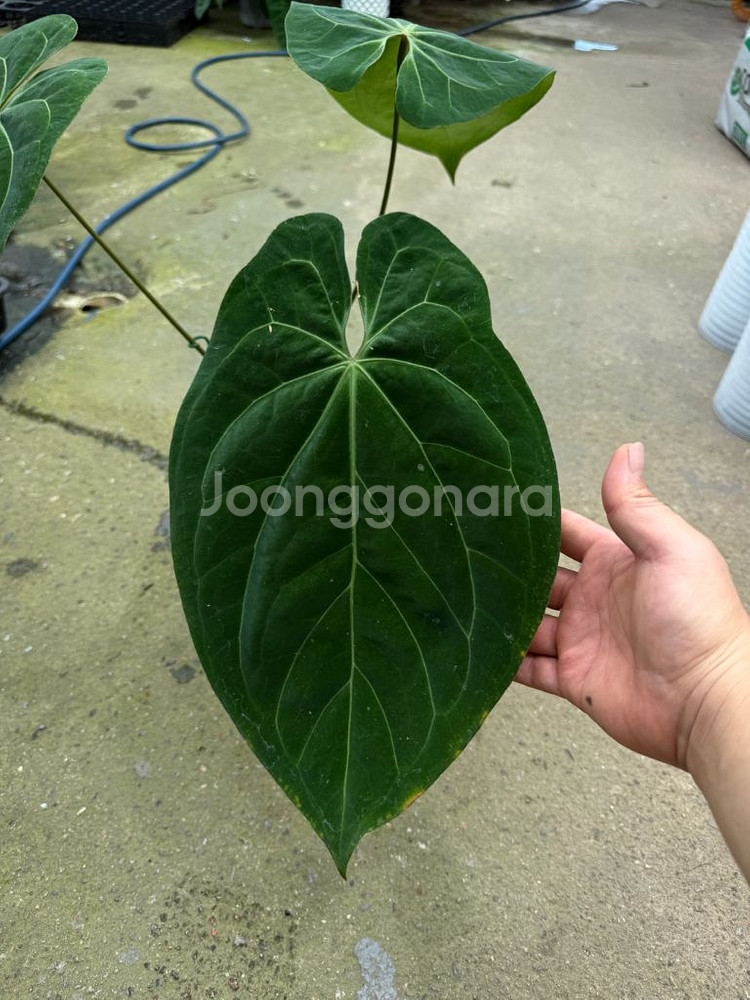 안스리움 파필 하이브리드--1