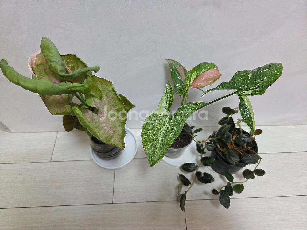 3종 일괄 레드스팟트리칼라.핑크쥬얼리.펠리오니아 리펜스--0