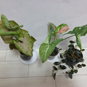 3종 일괄 레드스팟트리칼라.핑크쥬얼리.펠리오니아 리펜스