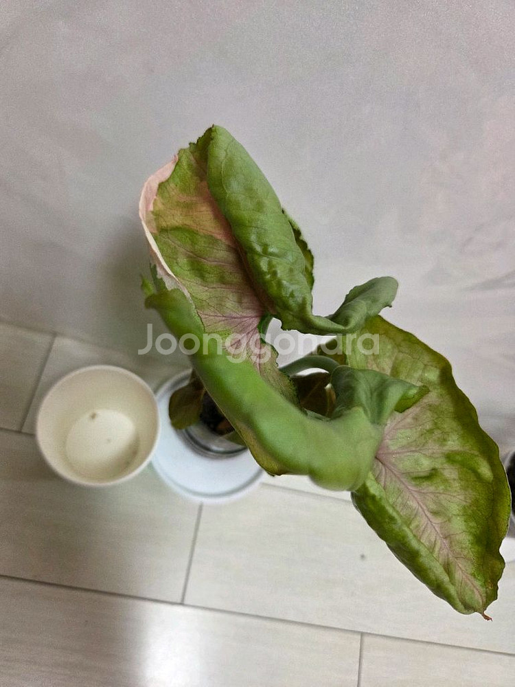 3종 일괄 레드스팟트리칼라.핑크쥬얼리.펠리오니아 리펜스--4