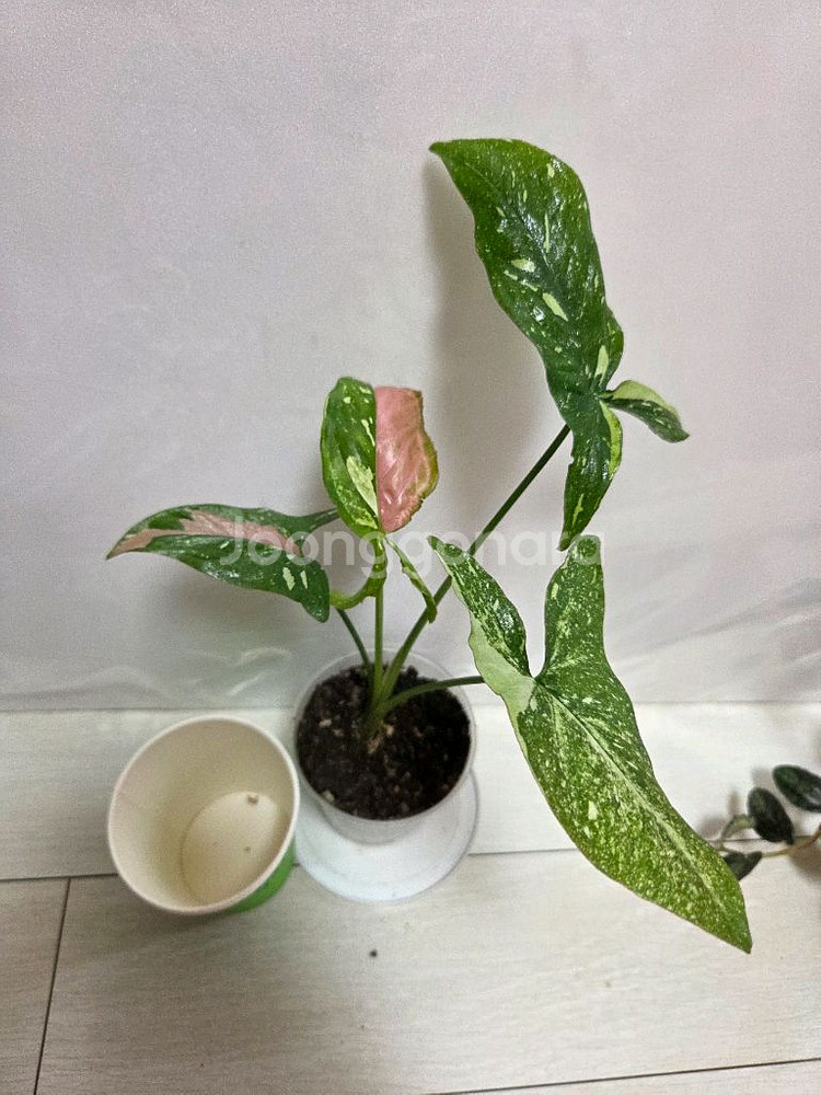 3종 일괄 레드스팟트리칼라.핑크쥬얼리.펠리오니아 리펜스--1