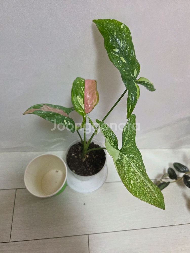 3종 일괄 레드스팟트리칼라.핑크쥬얼리.펠리오니아 리펜스--2