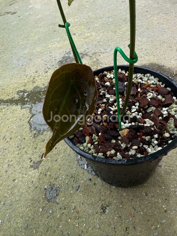 안스리움 포게티 실버 다크폼--1